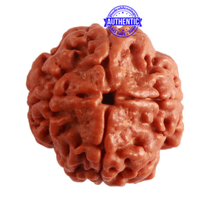 4 Mukhi Rudraksha from Nepal - Bead No. 272