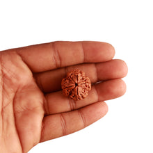 Load image into Gallery viewer, 4 Mukhi Rudraksha from Nepal - Bead No. 274
