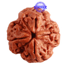 Load image into Gallery viewer, 4 Mukhi Rudraksha from Nepal - Bead No. 274
