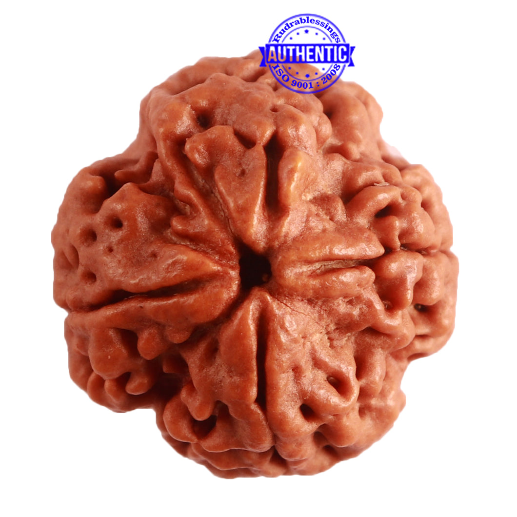 4 Mukhi Rudraksha from Nepal - Bead No. 274