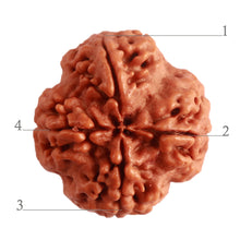 Load image into Gallery viewer, 4 Mukhi Rudraksha from Nepal - Bead No. 274
