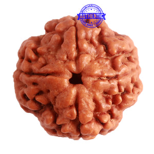 4 Mukhi Rudraksha from Nepal - Bead No. 280