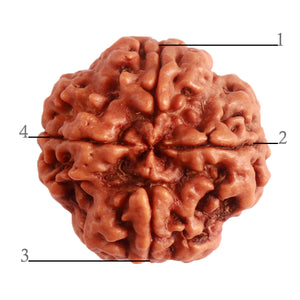 4 Mukhi Rudraksha from Nepal - Bead No. 280