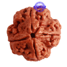 Load image into Gallery viewer, 4 Mukhi Rudraksha from Nepal - Bead No. 301
