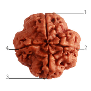 4 Mukhi Rudraksha from Nepal - Bead No. 301