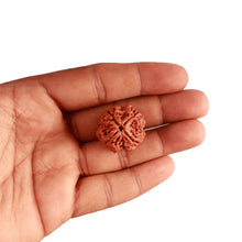 Load image into Gallery viewer, 4 Mukhi Rudraksha from Nepal - Bead No. 302
