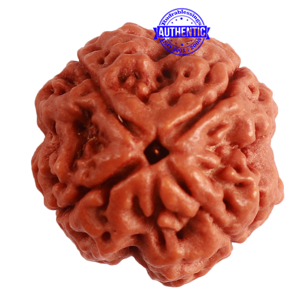 4 Mukhi Rudraksha from Nepal - Bead No. 302