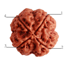 Load image into Gallery viewer, 4 Mukhi Rudraksha from Nepal - Bead No. 302
