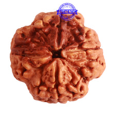 Load image into Gallery viewer, 4 Mukhi Rudraksha from Nepal - Bead No. 309
