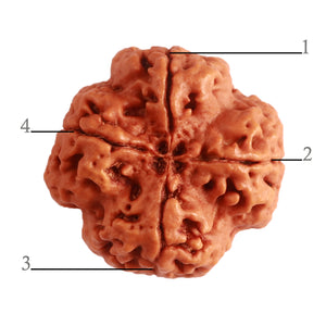 4 Mukhi Rudraksha from Nepal - Bead No. 309