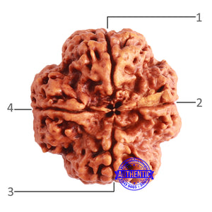 4 Mukhi Rudraksha from Nepal - Bead No. 317