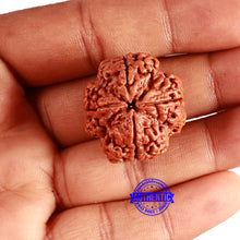 Load image into Gallery viewer, 4 Mukhi Rudraksha from Nepal - Bead No. 317
