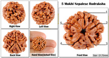 Load image into Gallery viewer, 5 Mukhi Rudraksha from Nepal - Bead No. 133
