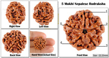 Load image into Gallery viewer, 5 Mukhi Rudraksha from Nepal - Bead No. 135
