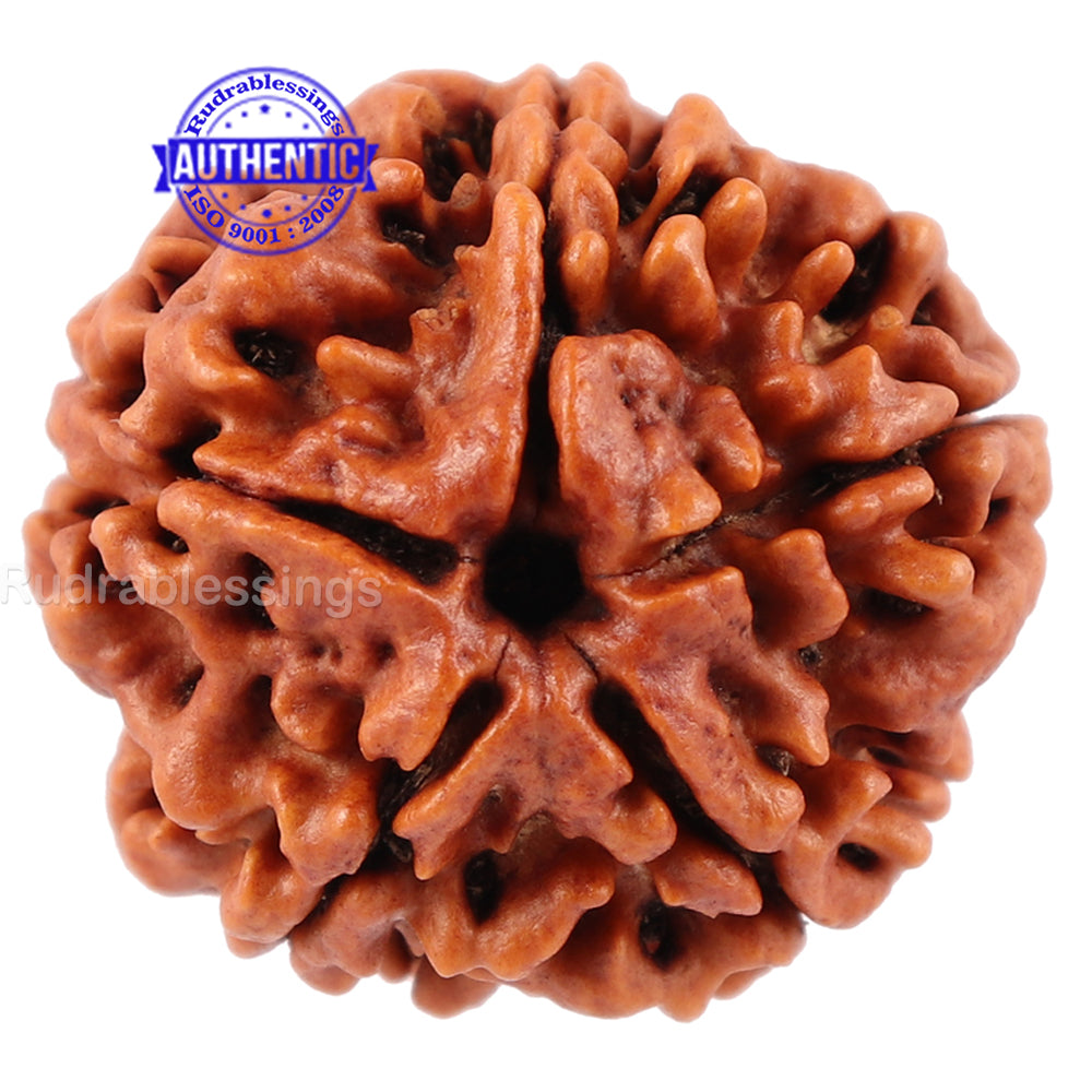 5 Mukhi Rudraksha from Nepal - Bead No. 101