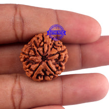 Load image into Gallery viewer, 5 Mukhi Rudraksha from Nepal - Bead No. 172
