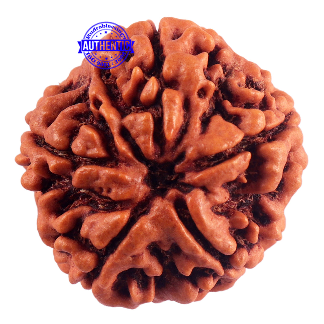 5 Mukhi Rudraksha from Nepal - Bead No. 172