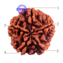 Load image into Gallery viewer, 5 Mukhi Rudraksha from Nepal - Bead No. 172
