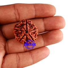 Load image into Gallery viewer, 5 Mukhi Rudraksha from Nepal - Bead No. 181
