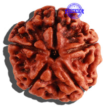 Load image into Gallery viewer, 5 Mukhi Rudraksha from Nepal - Bead No. 181
