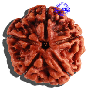 5 Mukhi Rudraksha from Nepal - Bead No. 181