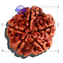 Load image into Gallery viewer, 5 Mukhi Rudraksha from Nepal - Bead No. 181
