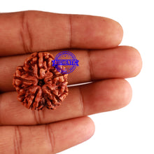 Load image into Gallery viewer, 5 Mukhi Rudraksha from Nepal - Bead No. 183
