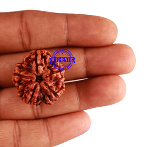 5 Mukhi Rudraksha from Nepal - Bead No. 183