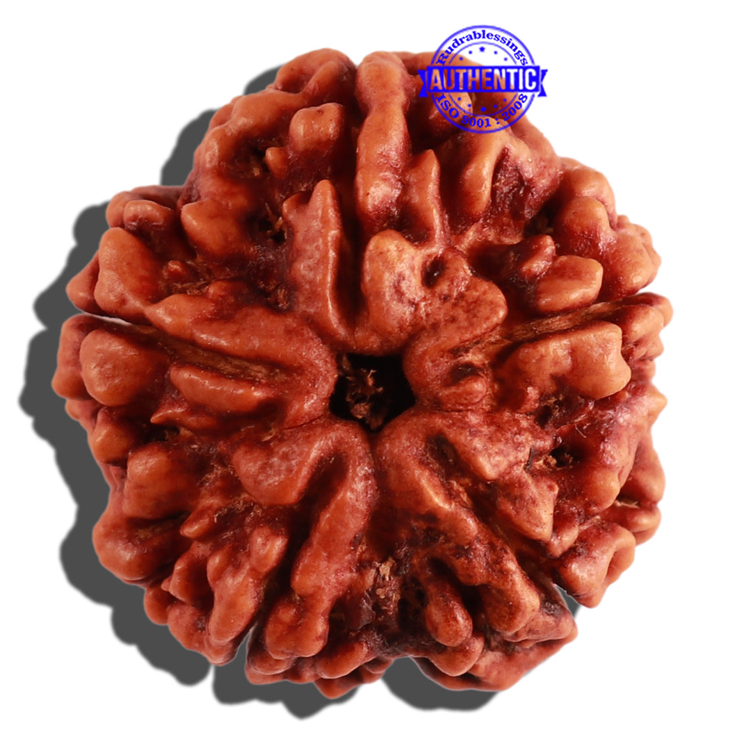 5 Mukhi Rudraksha from Nepal - Bead No. 183