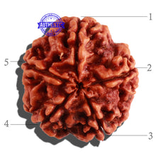 Load image into Gallery viewer, 5 Mukhi Rudraksha from Nepal - Bead No. 183
