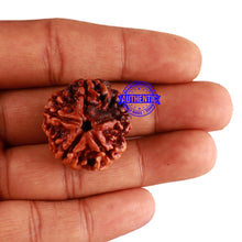 Load image into Gallery viewer, 5 Mukhi Rudraksha from Nepal - Bead No. 189
