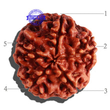 Load image into Gallery viewer, 5 Mukhi Rudraksha from Nepal - Bead No. 189
