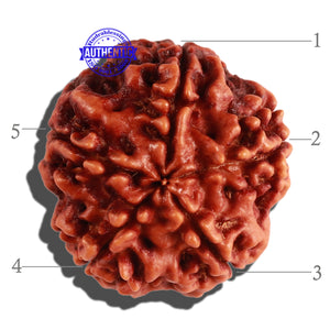 5 Mukhi Rudraksha from Nepal - Bead No. 189