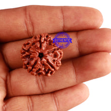 Load image into Gallery viewer, 5 Mukhi Rudraksha from Nepal - Bead No. 205
