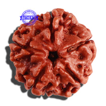 Load image into Gallery viewer, 5 Mukhi Rudraksha from Nepal - Bead No. 205
