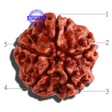 Load image into Gallery viewer, 5 Mukhi Rudraksha from Nepal - Bead No. 205
