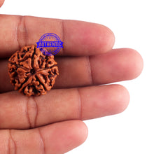 Load image into Gallery viewer, 5 Mukhi Rudraksha from Nepal - Bead No. 160
