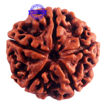 Load image into Gallery viewer, 5 Mukhi Rudraksha from Nepal - Bead No. 160
