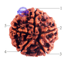 Load image into Gallery viewer, 5 Mukhi Rudraksha from Nepal - Bead No. 160
