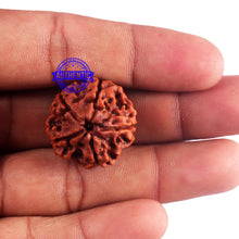 Load image into Gallery viewer, 5 Mukhi Rudraksha from Nepal - Bead No. 162
