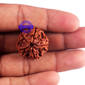 5 Mukhi Rudraksha from Nepal - Bead No. 162