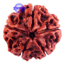 Load image into Gallery viewer, 5 Mukhi Rudraksha from Nepal - Bead No. 162
