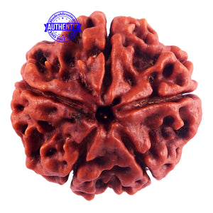 5 Mukhi Rudraksha from Nepal - Bead No. 162