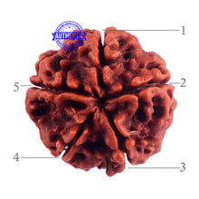 Load image into Gallery viewer, 5 Mukhi Rudraksha from Nepal - Bead No. 162
