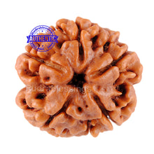 Load image into Gallery viewer, 5 Mukhi Rudraksha from Nepal - Bead No. 133
