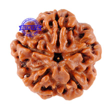 Load image into Gallery viewer, 5 Mukhi Rudraksha from Nepal - Bead No. 135
