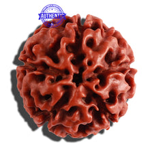 Load image into Gallery viewer, 5 Mukhi Hybrid Rudraksha - Bead No. 1
