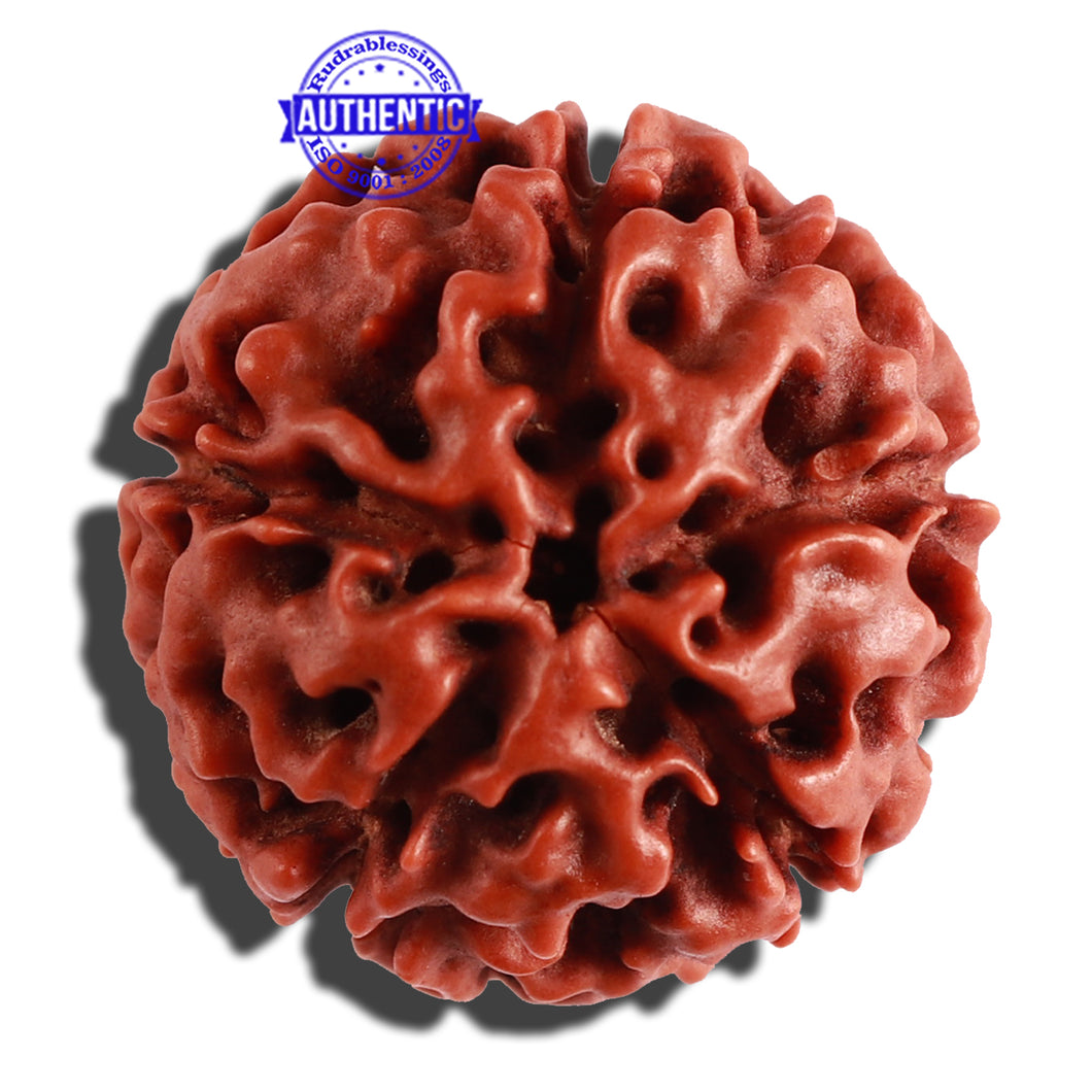 5 Mukhi Hybrid Rudraksha - Bead No. 1