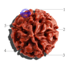 Load image into Gallery viewer, 5 Mukhi Hybrid Rudraksha - Bead No. 1
