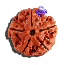 Load image into Gallery viewer, 5 Mukhi Rudraksha from Nepal - Bead No. 197
